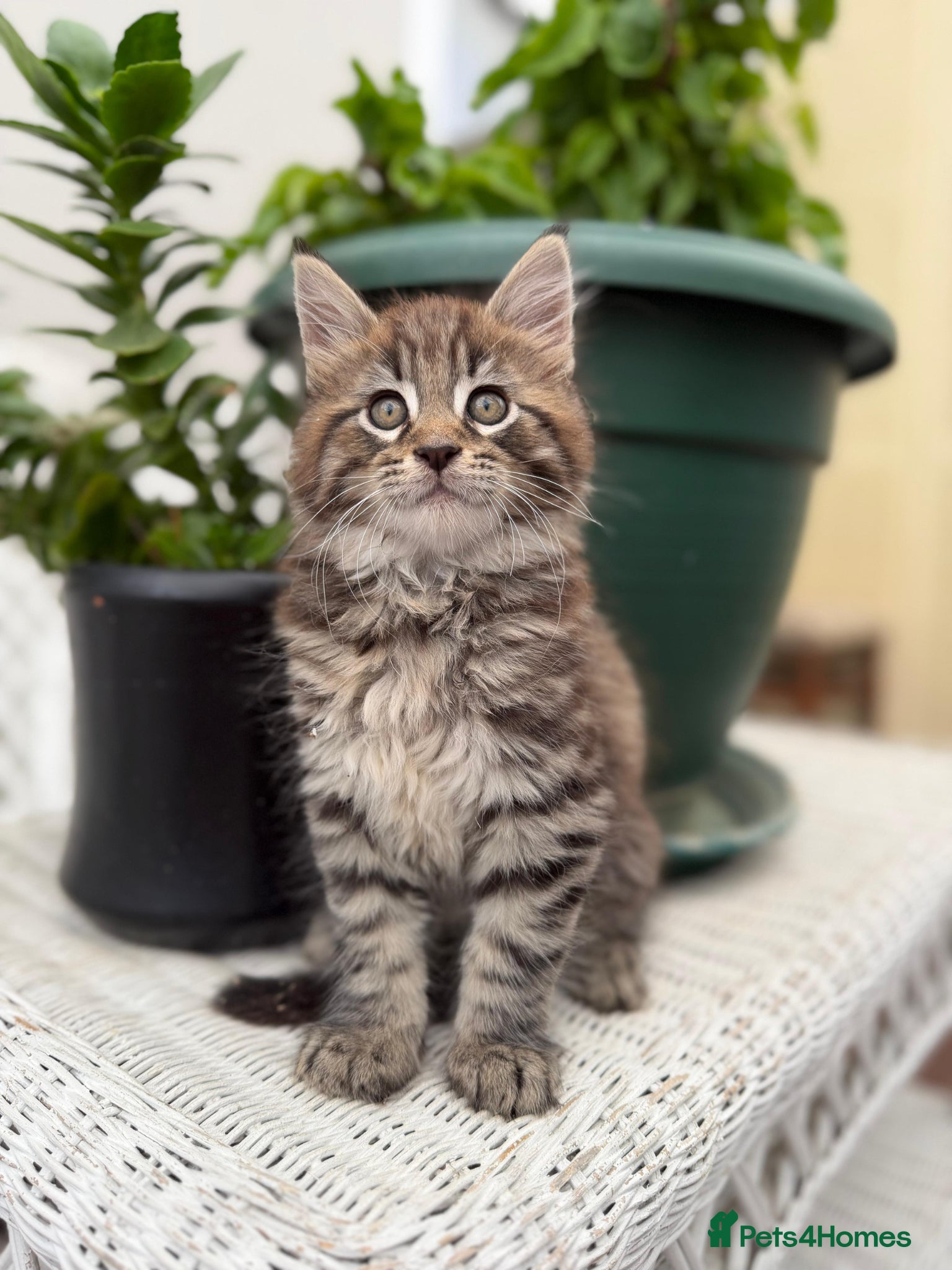 Mixed Breed cats 2 beautiful kittens - Advert 2