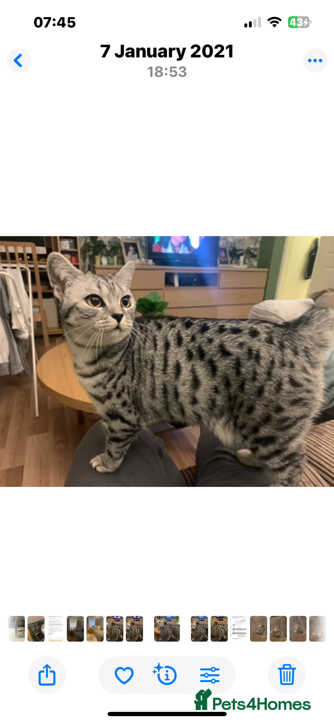 British Shorthair cats for sale: 3 British short hair cats  - Advert 12