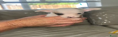 Chihuahua Puppy 4