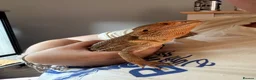 Bearded Dragon reptiles for sale: Female bearded dragon  - Advert 4