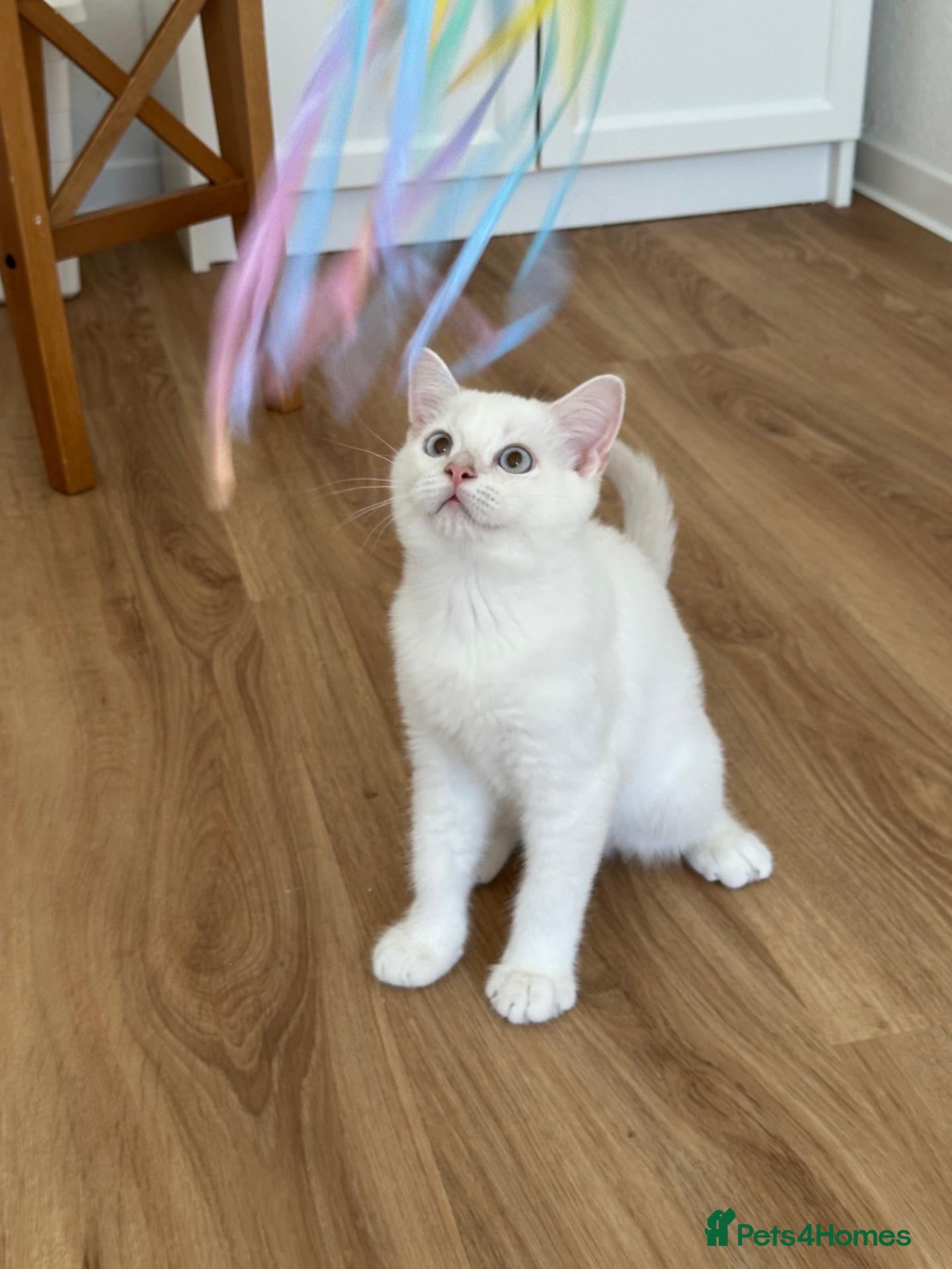 British Shorthair cats Blue Golden colorpoint 🐱😊🐱 - Advert 1