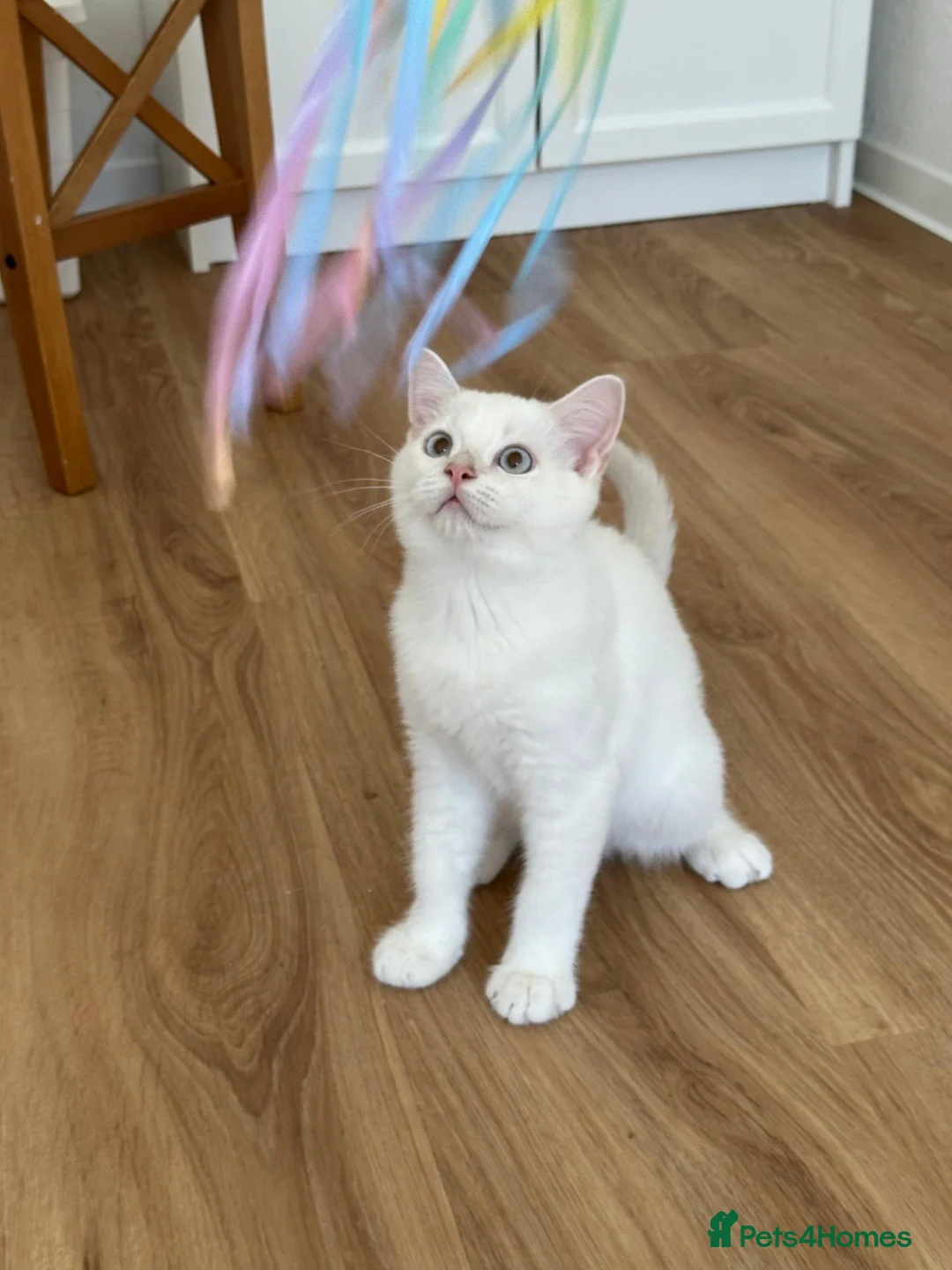 British Shorthair cats for sale: Blue Golden colorpoint 🐱😊🐱 - Advert 1