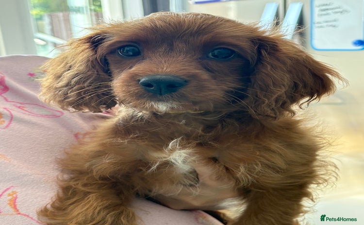 Cavapoo dogs - Advert 10