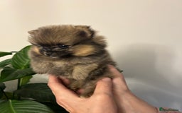 Pomeranian dogs for sale: Kc reg. Show quality 3 Pomeranian girls - Image 12