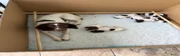 English Springer Spaniel dogs for sale: Working springer spaniels in Pewsey - Advert 3