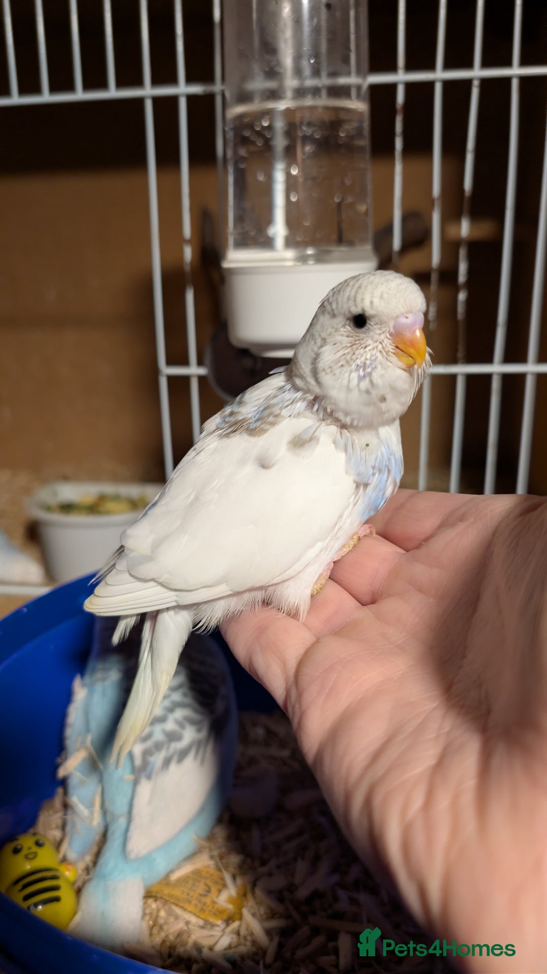 Budgerigars birds for sale: Hand tamed baby budgies for sale - Advert 3