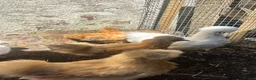 Chickens poultry for sale: Chickens and chicks read description - Advert 4