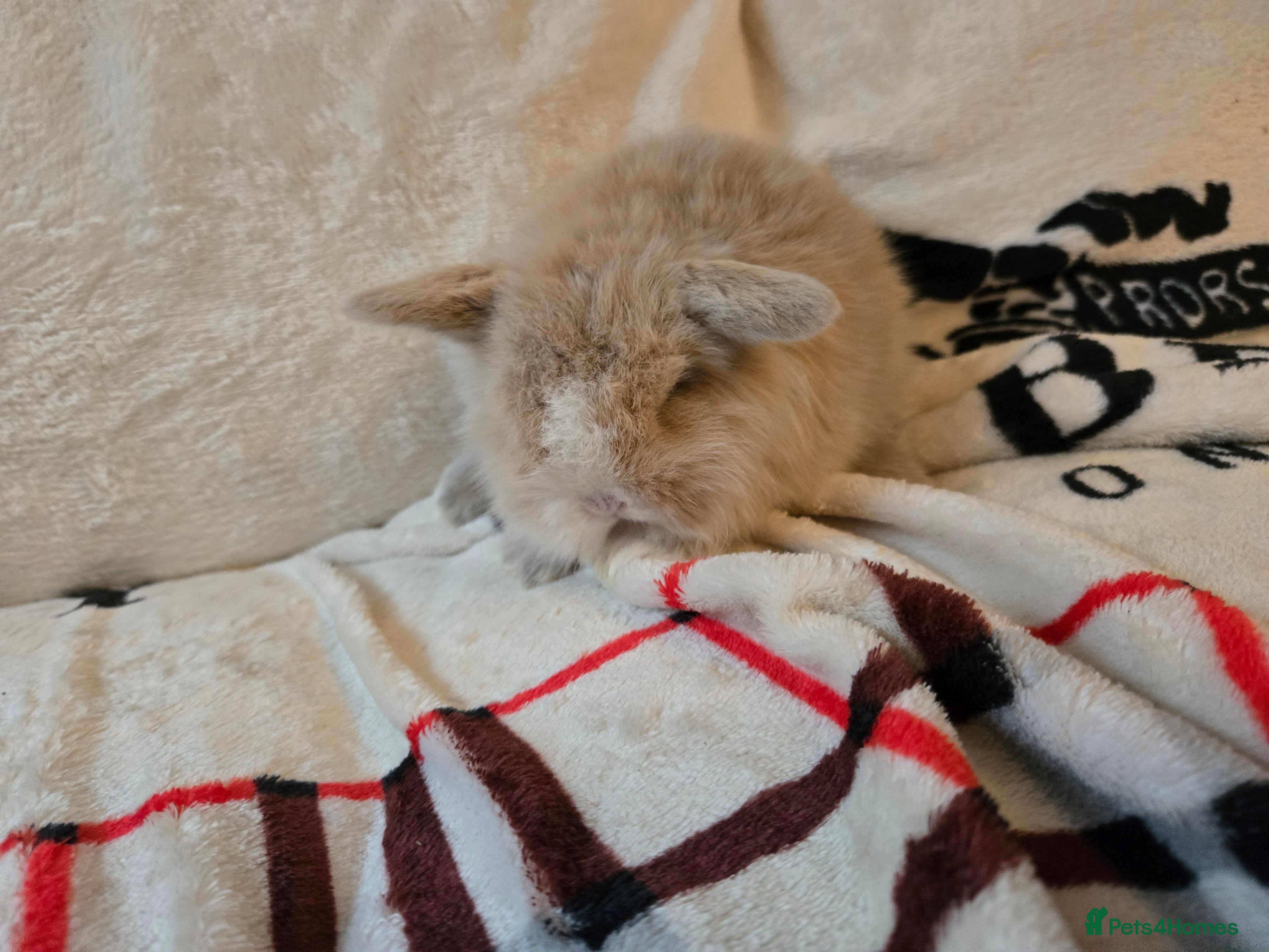Mini Lop rabbits Stunning mini lops ready to secure. - Advert 7