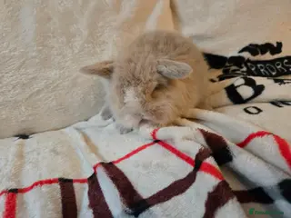 Mini Lop rabbits Stunning mini lops ready to secure. - Advert 7