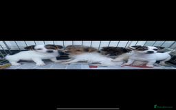 Jack Russell dogs for sale: Jack Russell puppies  - Image 1