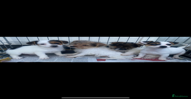 Jack Russell dogs - Advert 1