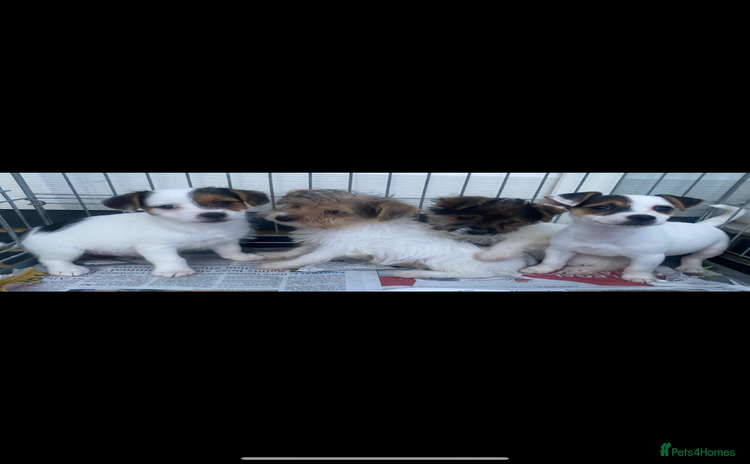 Jack Russell dogs - Advert 1