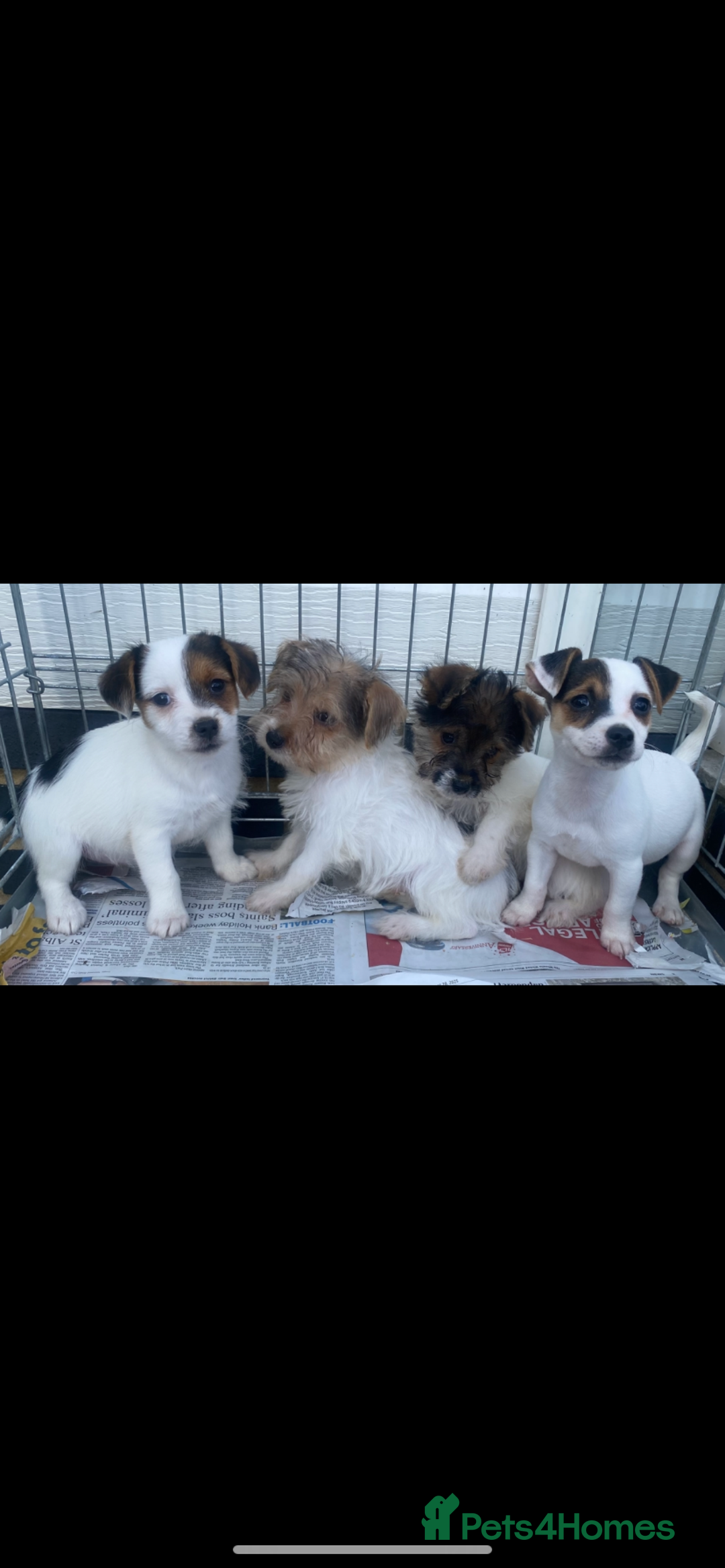Jack Russell dogs for sale: Jack Russell puppies  - Image 1