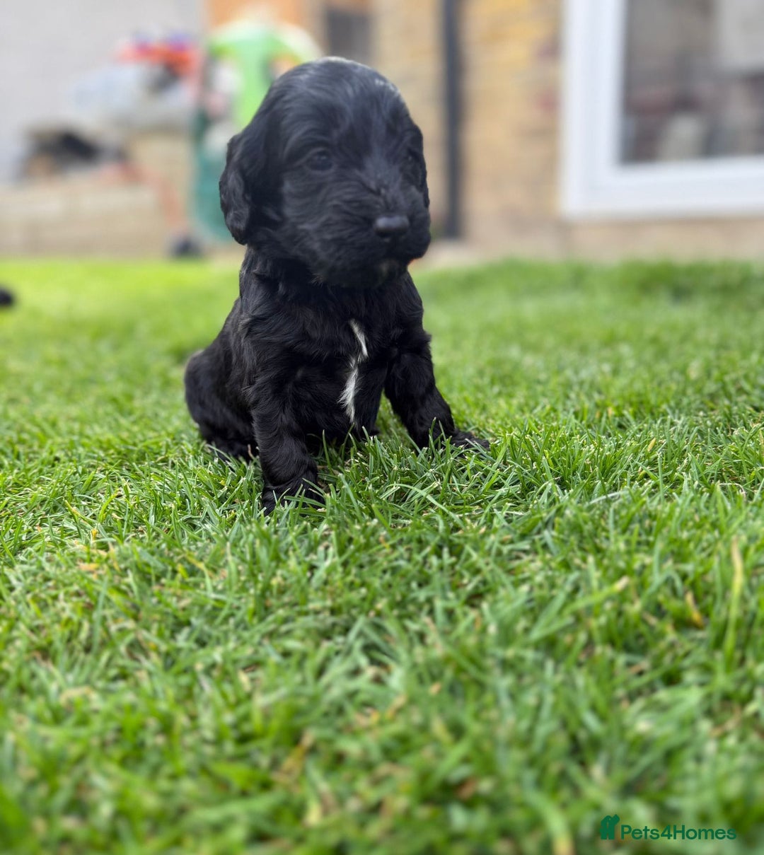 Cockapoo dogs for sale: F1 show cockapoos - Image 18