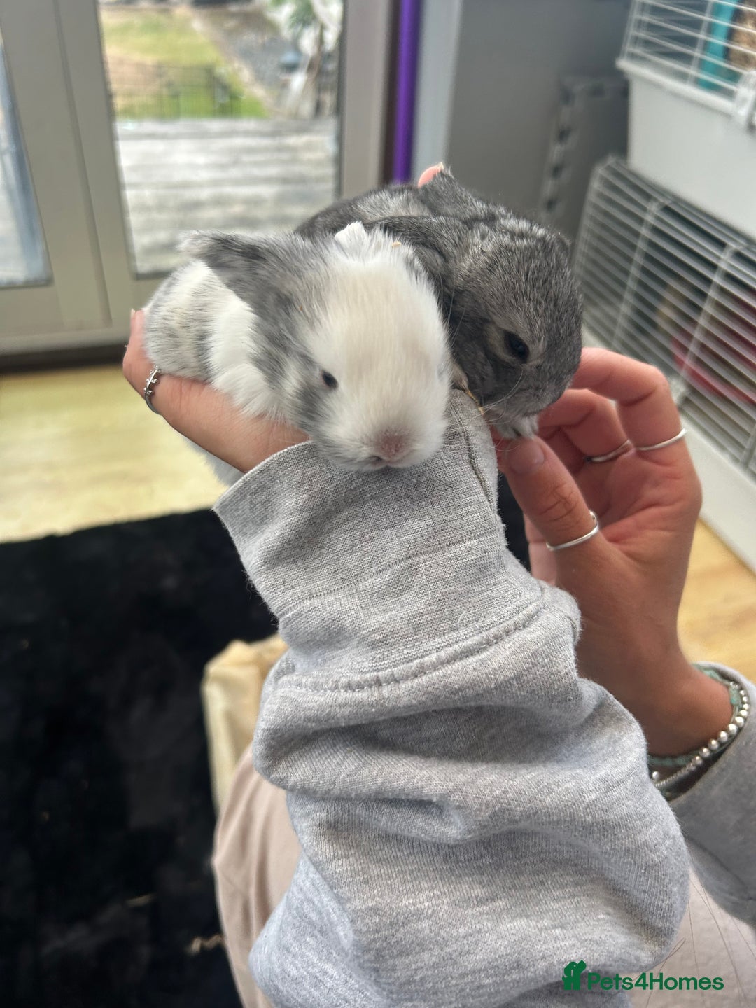 Mini Lop rabbits for sale: Mini lop babies  - Image 2