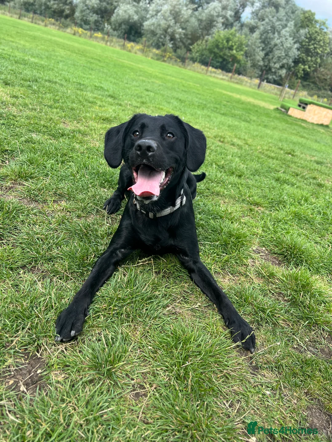 Springador dogs for sale: Springador looking for a new home  - Advert 1