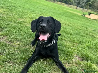 Springador dogs Springador looking for a new home - Advert 4