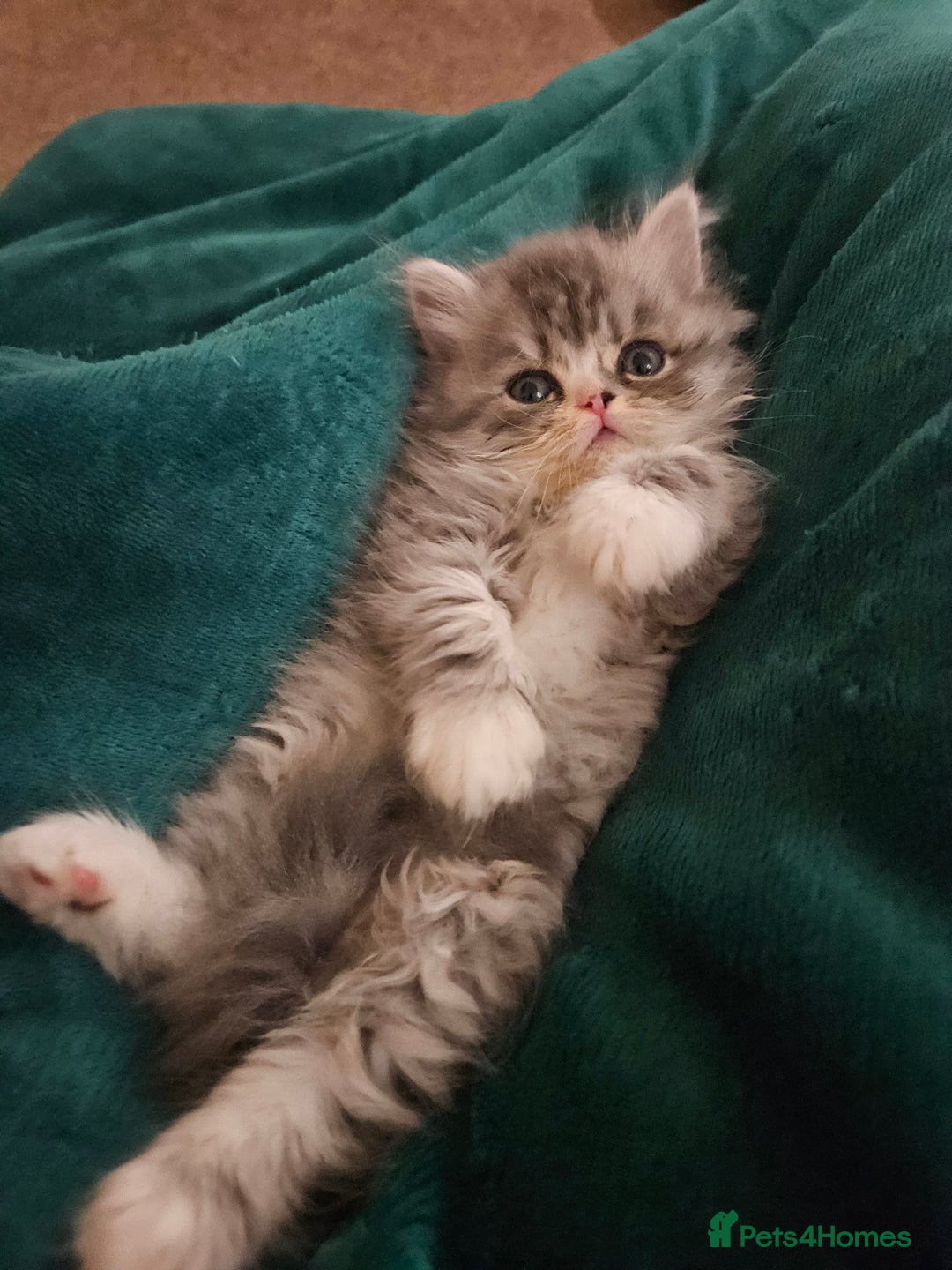 Persian cats for sale: Stuning Persian Girl - Image 3