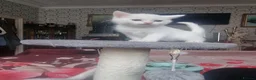 Mixed Breed cats for sale: Kittens - Advert 14