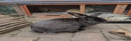 Lionhead rabbits for sale: Two lionhead rabbits brother and sister in Rotherham - Advert 6