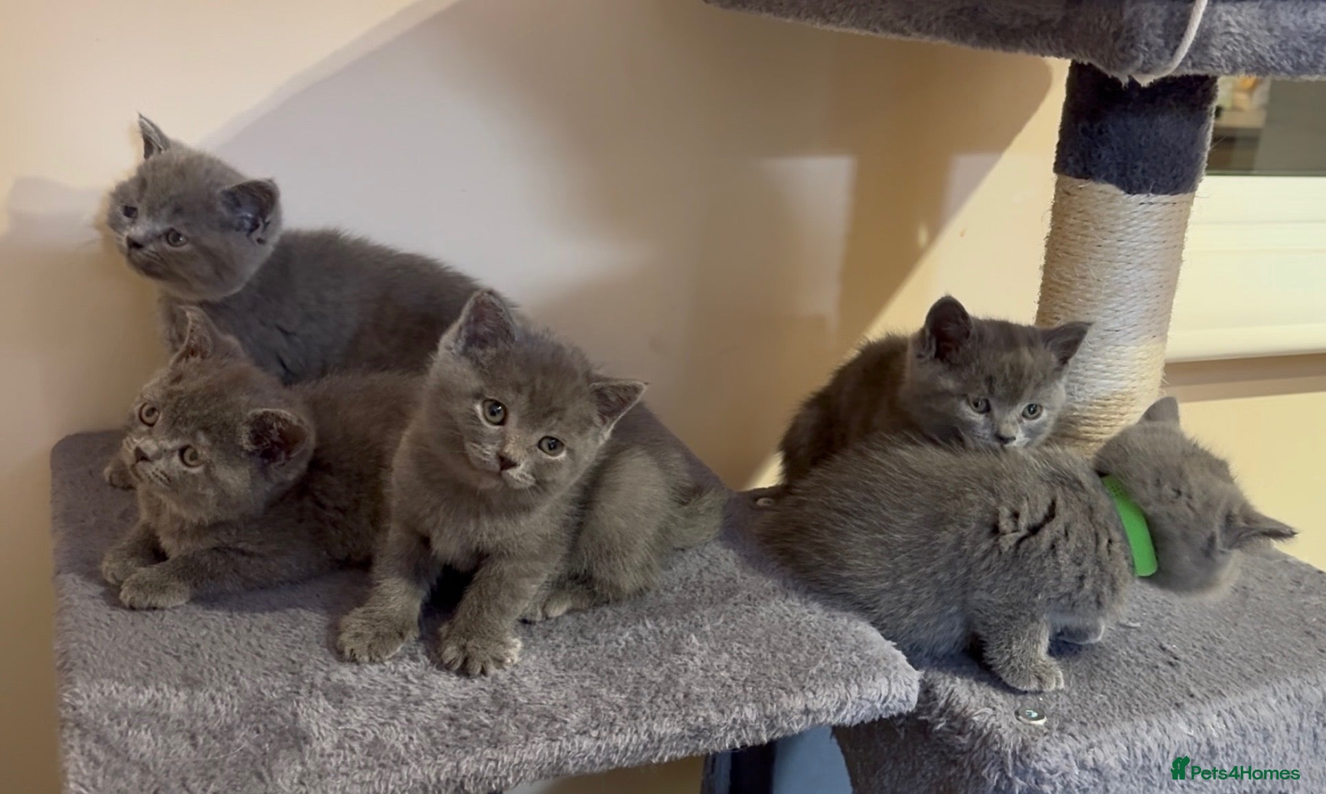 British Shorthair cats British short hair for sale - Advert 2