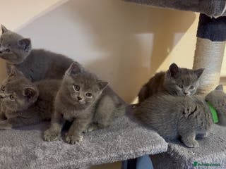 British Shorthair cats British short hair for sale - Advert 10