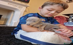 Jack Russell dogs for sale: Beautiful Muchwenlock Jack Russell puppies - Image 17