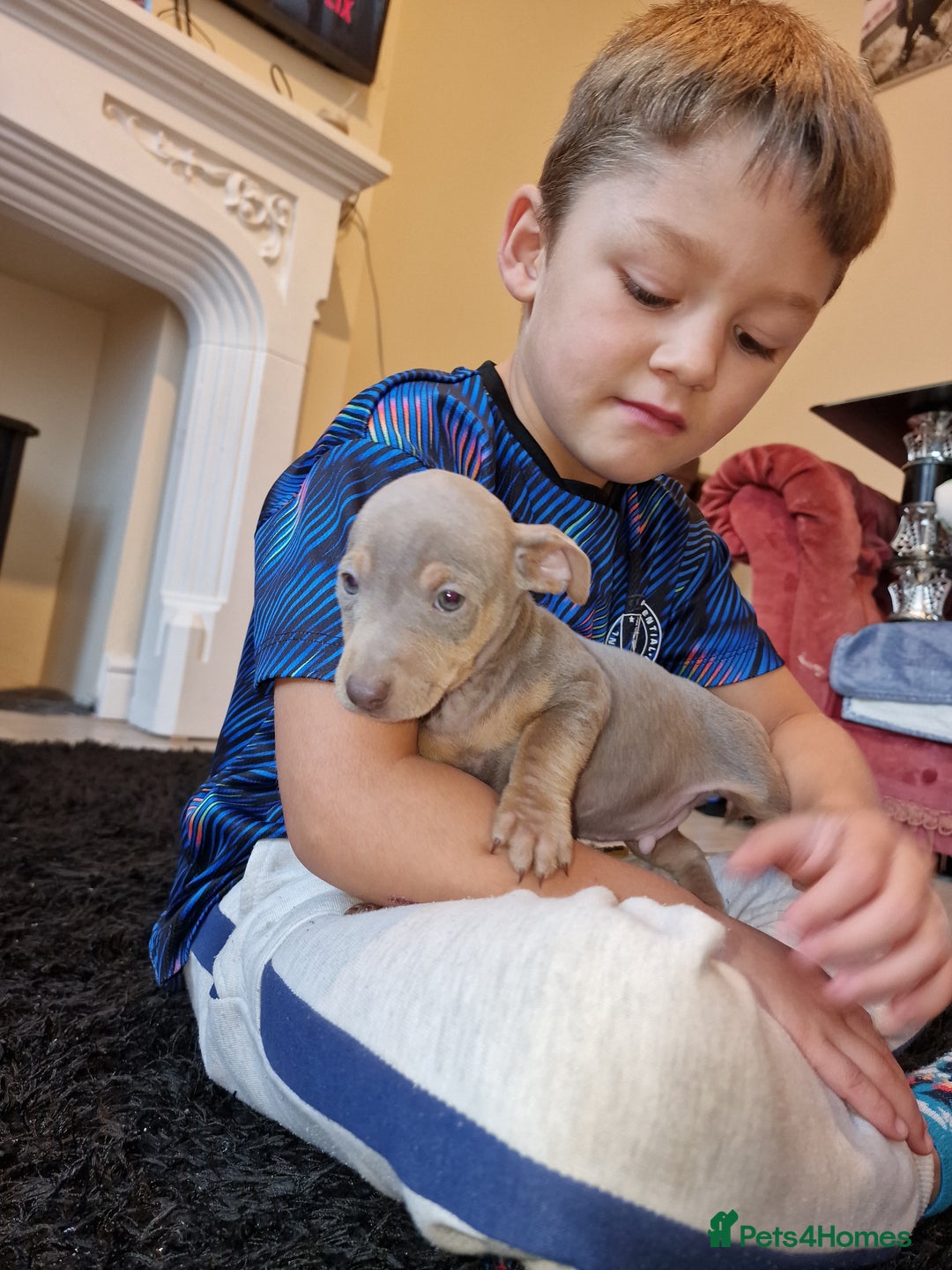 Jack Russell dogs for sale: Beautiful Muchwenlock Jack Russell puppies - Image 17