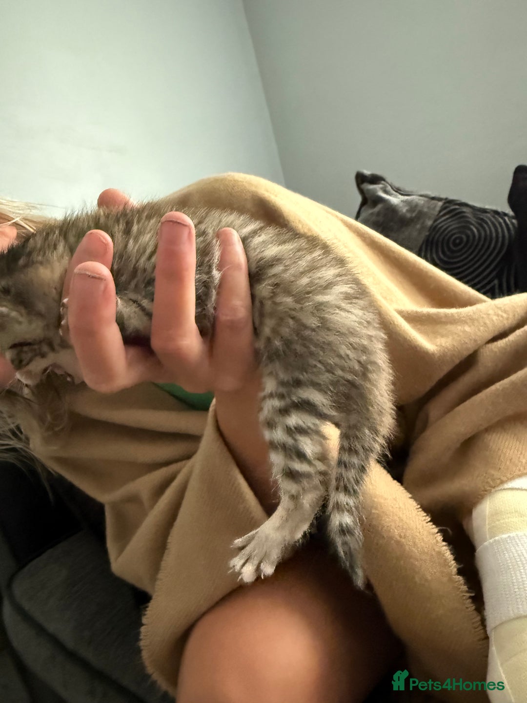 British Shorthair cats for sale: 1 ginger boy and 3 tabby girls - Image 7