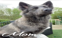 German Shepherd dogs for sale: German Shepherd Puppies  - Image 4