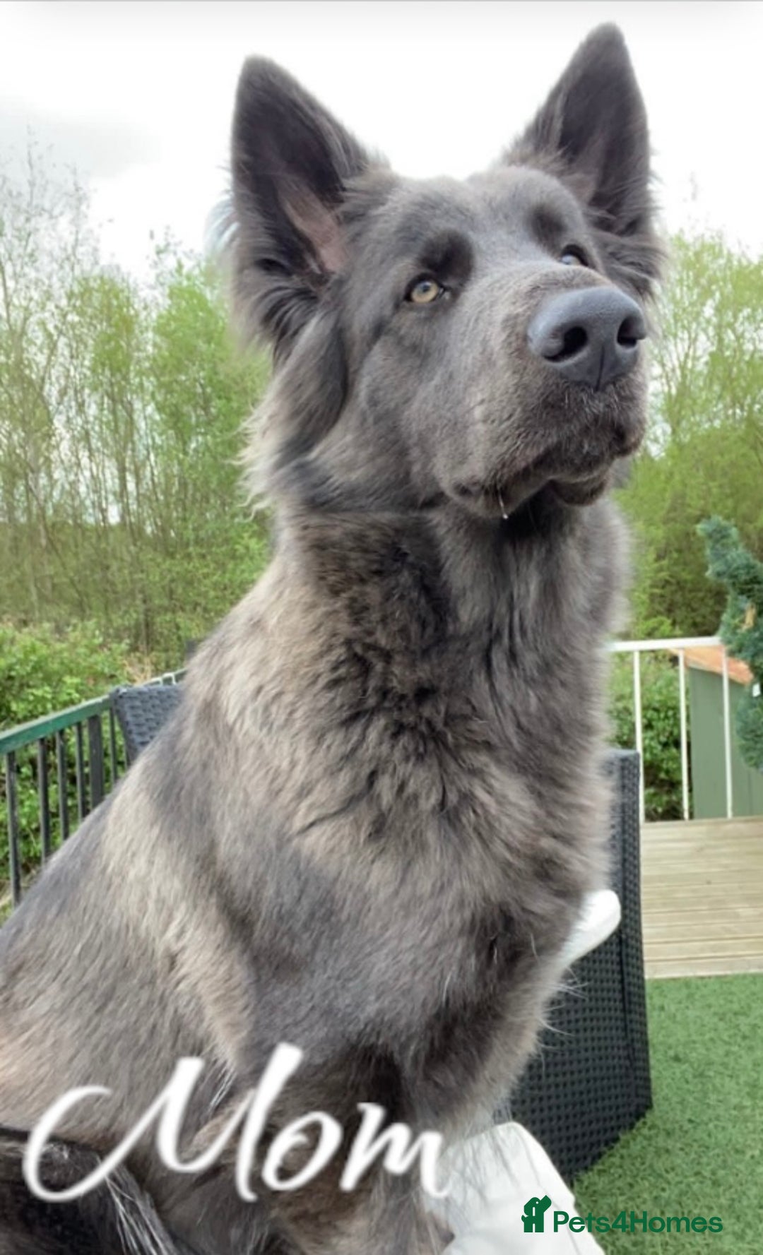 German Shepherd dogs for sale: German Shepherd Puppies  - Image 4