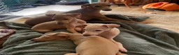 Italian Greyhound dogs for sale: Gorgeous KC Italian Greyhound Boys - Advert 16