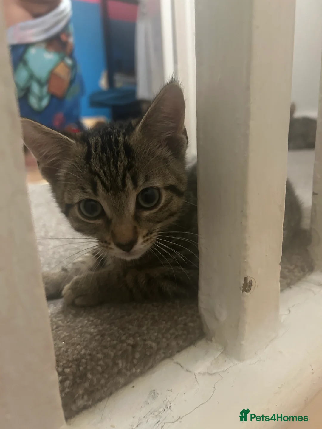 Mixed Breed cats for sale: Mix breed tabby cat - Advert 6