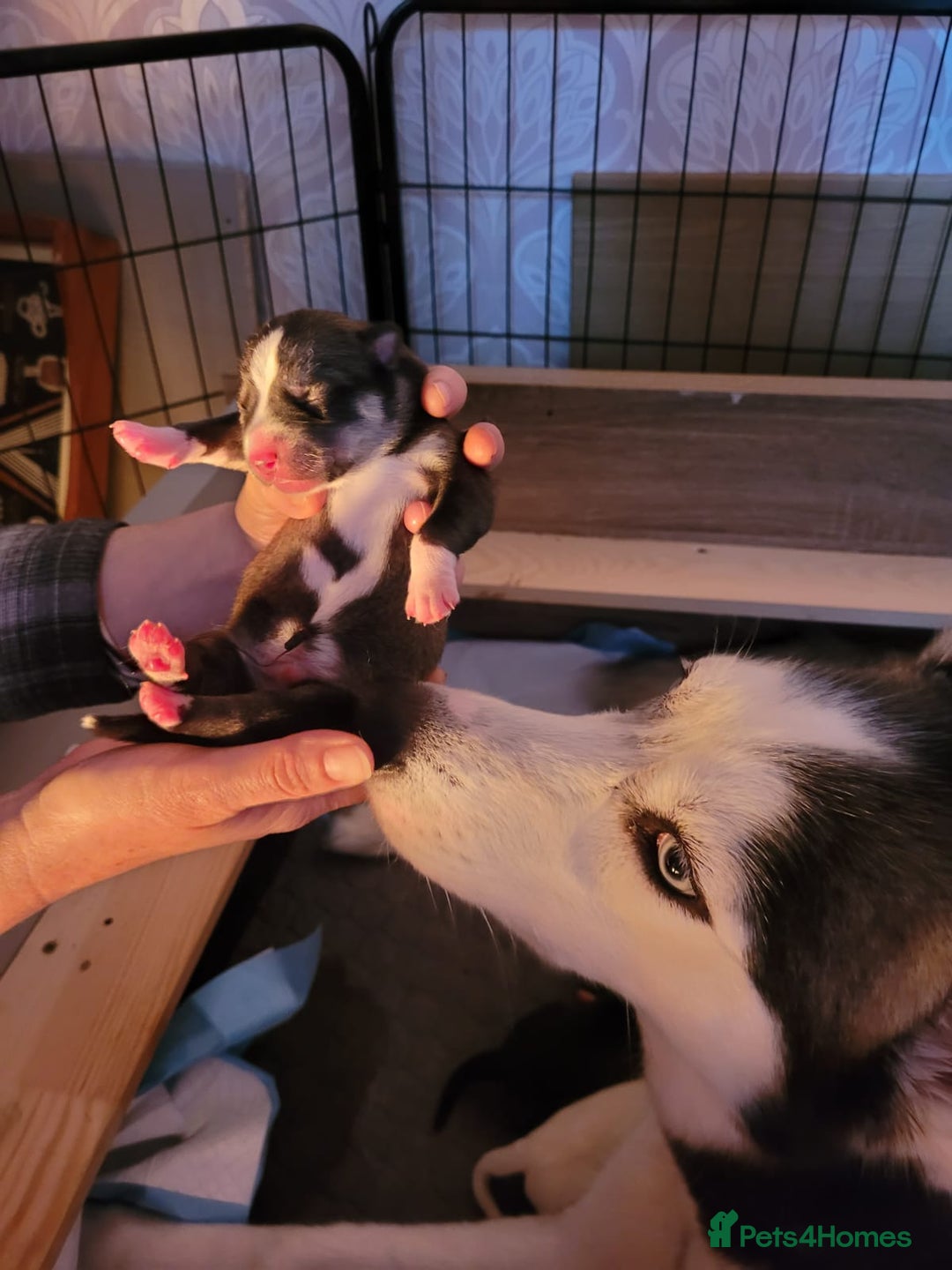 Siberian Husky dogs for sale: Siberian husky pups  - Advert 2