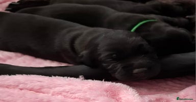 Labrador Retriever dogs - Advert 9