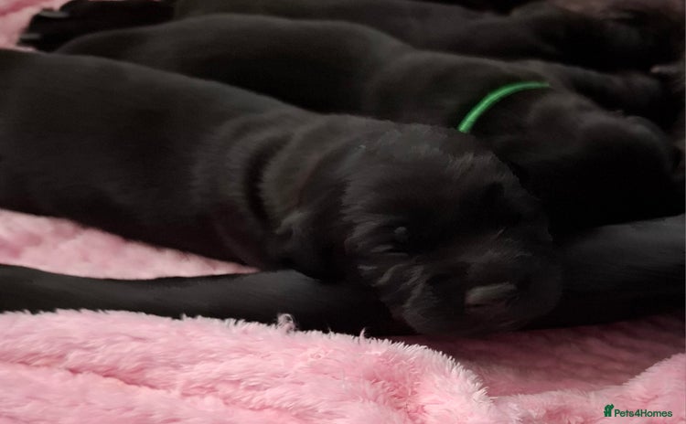 Labrador Retriever dogs - Advert 4