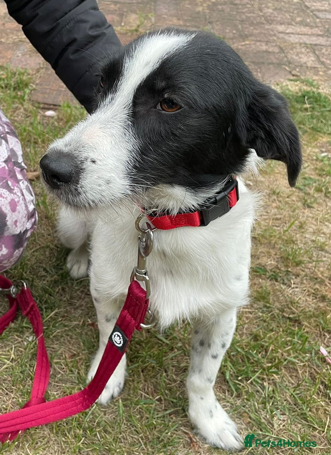 Mixed Breed dogs for adoption: Beautiful & Gentle LALY - for a Loving Home - Image 11
