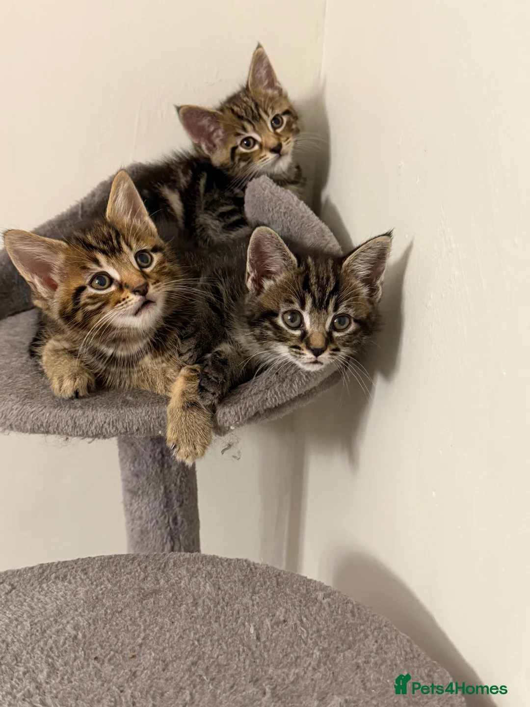 Siberian cats for sale: Siberian x kittens  - Advert 5