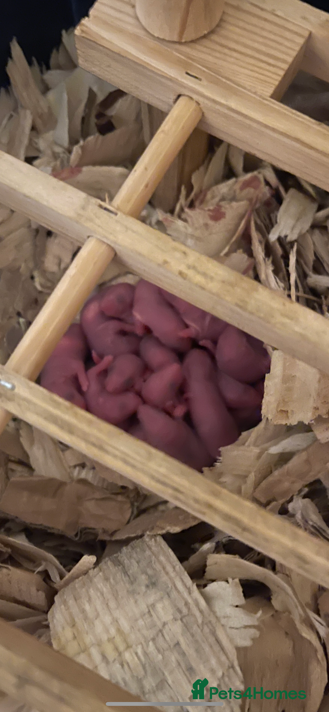 Rat rodents for sale: Baby rats looking for 5*homes only  - Image 4