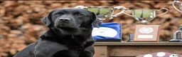 Labrador Retriever dogs for sale: Beautiful Black Female  - Advert 5