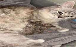 RagaMuffin cats for sale: Ragamuffin kittens - Image 2