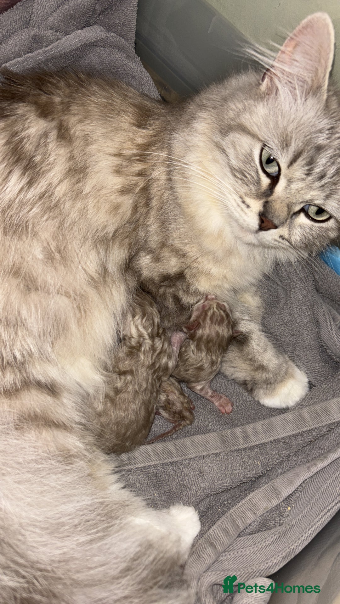 RagaMuffin cats for sale: Ragamuffin kittens - Image 2