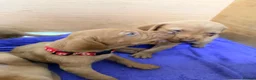 Hungarian Vizsla dogs for sale: !!REDUCED!! Beautiful KC Registered Vizsla Pups - Advert 39
