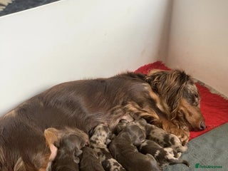 Miniature Dachshund dogs - Advert 6