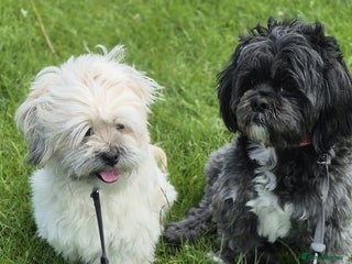 Lhasa Apso dogs for sale - Advert 2