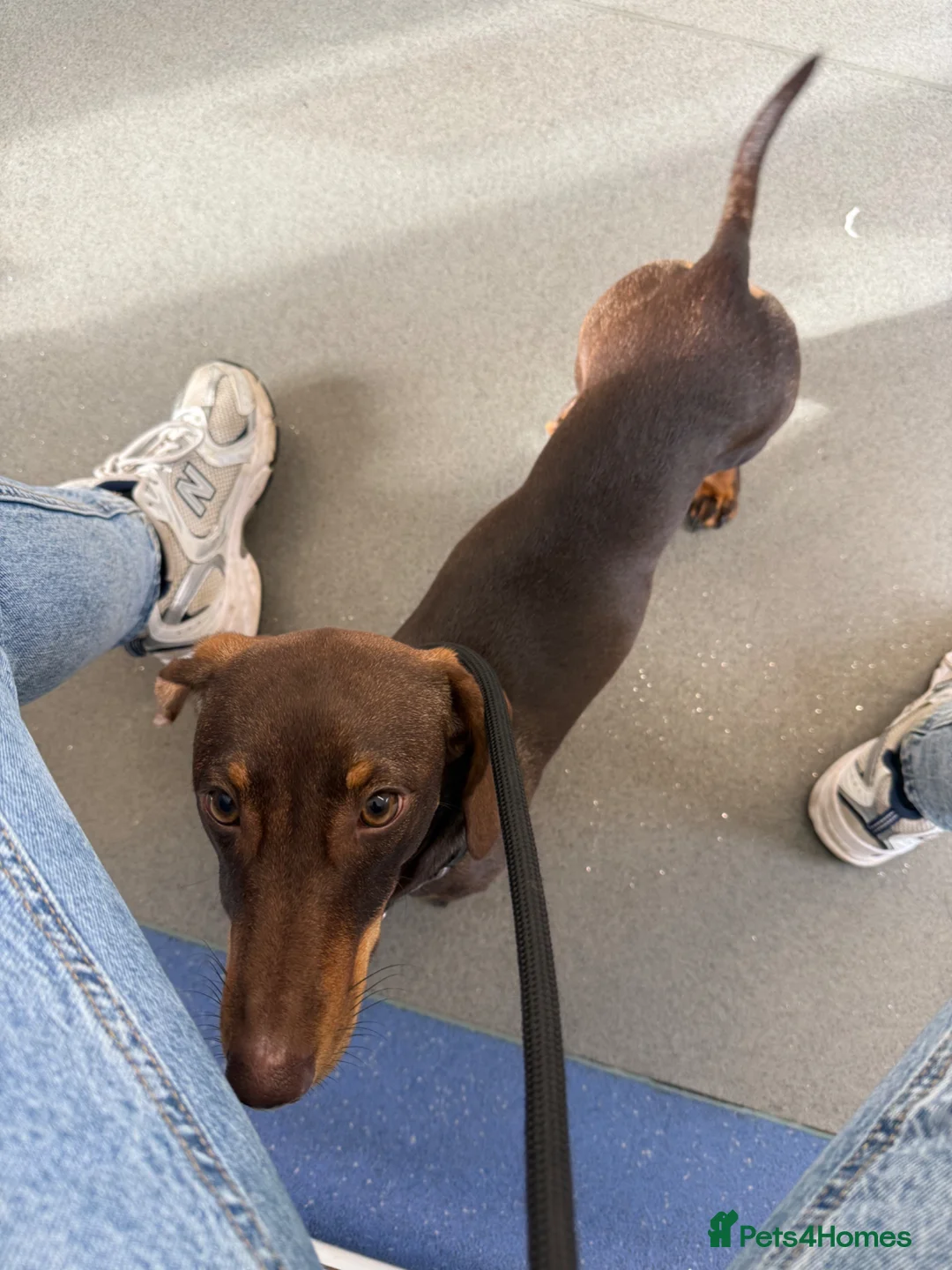 Dachshund dogs for sale: 7 month Dachshund  in Colchester - Advert 4