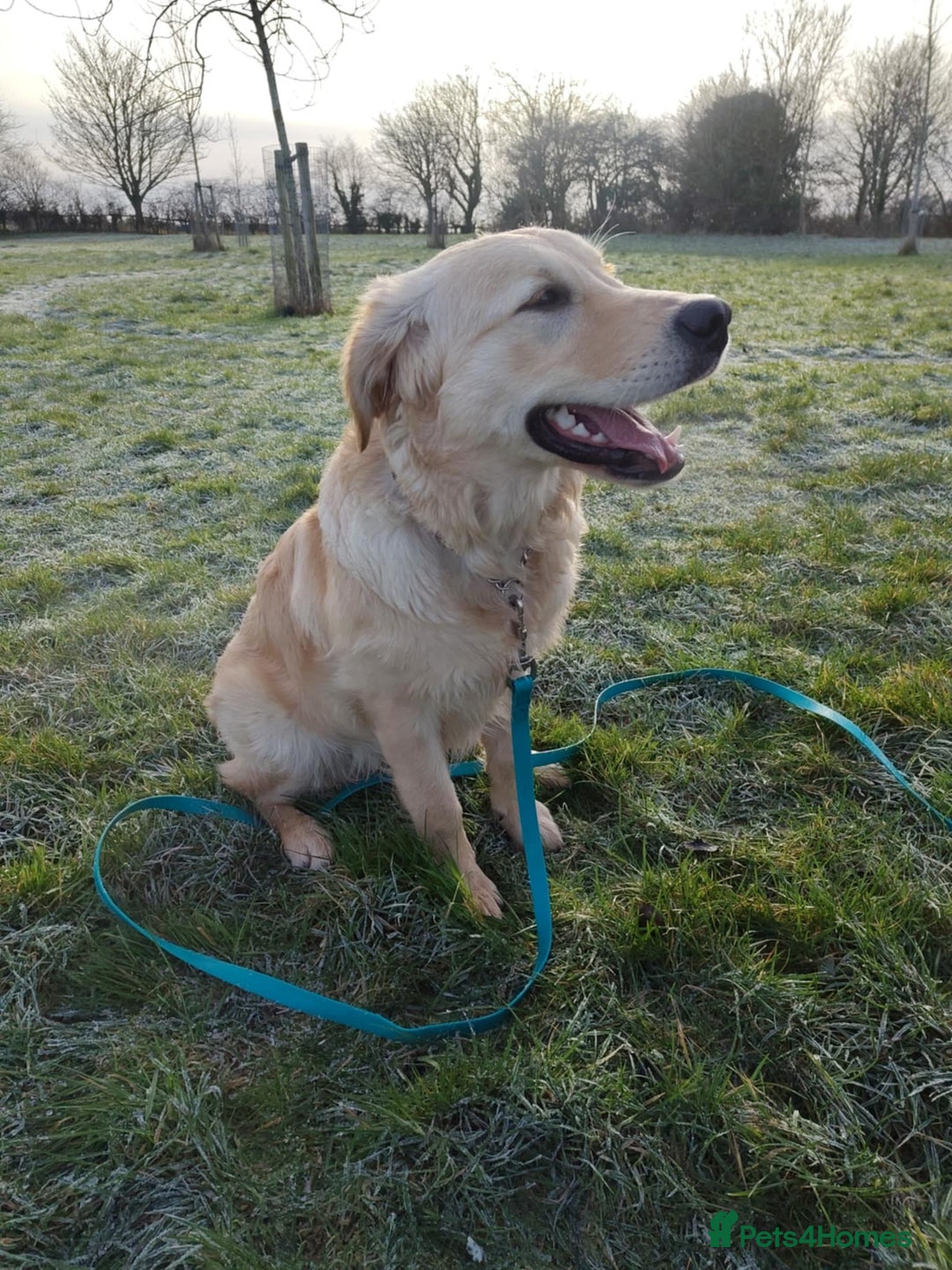Golden Retriever dogs for sale: Beautiful 6 month golden retriever  - Advert 1