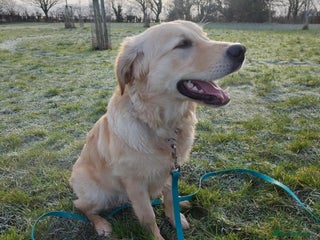 Golden Retriever dogs Beautiful 6 month golden retriever - Advert 1