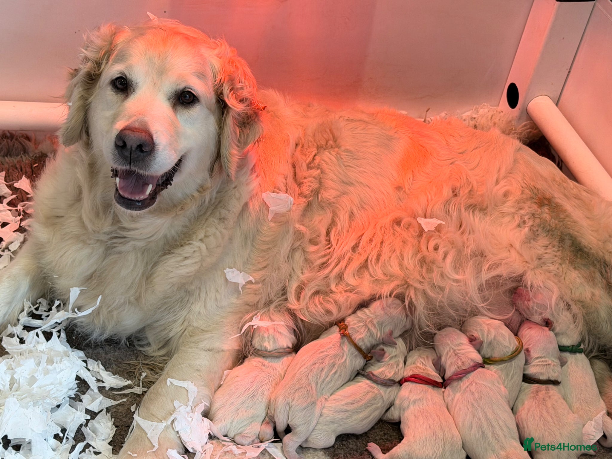 Golden Retriever dogs KC reg cream golden retriever pups - Advert 2