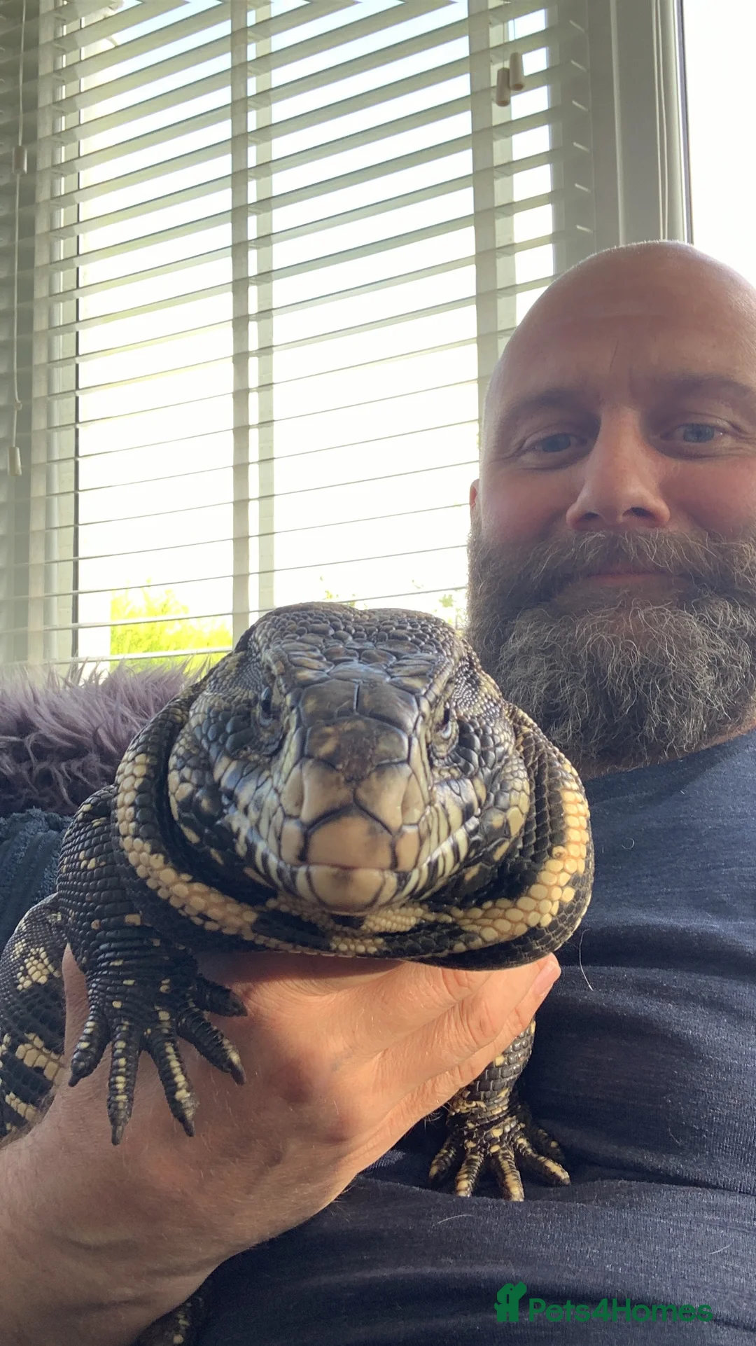 Lizard reptiles for sale: Tagu male  - Advert 1